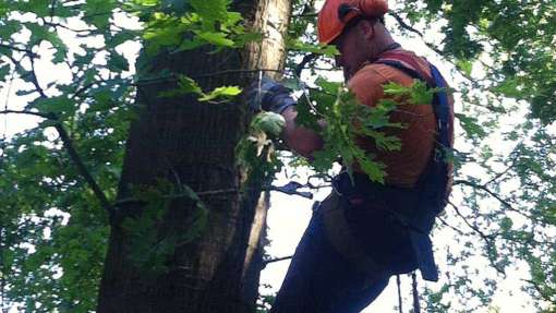 Rooien van bomen in Etten-Leur